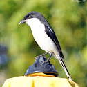 Common Fiscal (female)