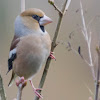 Hawfinch