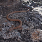 Plains Blackheaded snake