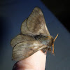 Hylesia Silk Moth