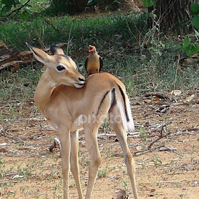 Impala lamb by Piet  Grobler - Animals Other Mammals
