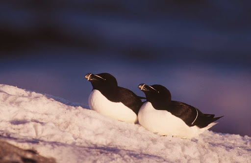 Razorbills perched in the snow,  Duplessis, Quebec. 