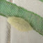 Eastern Tent Caterpillar - Chrysalis & Moth