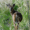 Minnesota White-tailed Deer