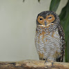 Spotted wood Owl