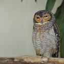 Spotted wood Owl