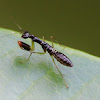 Ant mimic praying mantis nymph