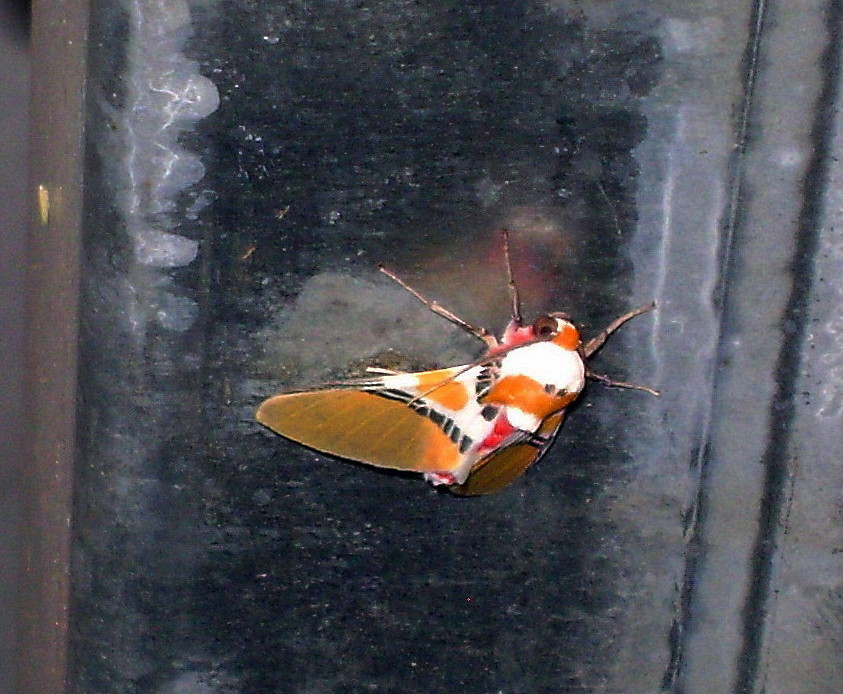 another Candy moth