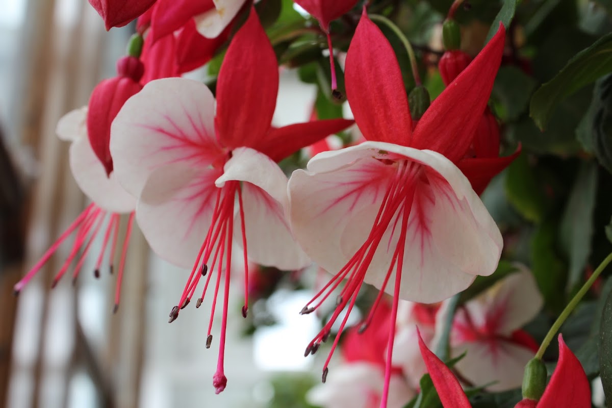 Fuchsia Flower