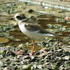 Semipalmated plover