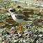 Semipalmated plover