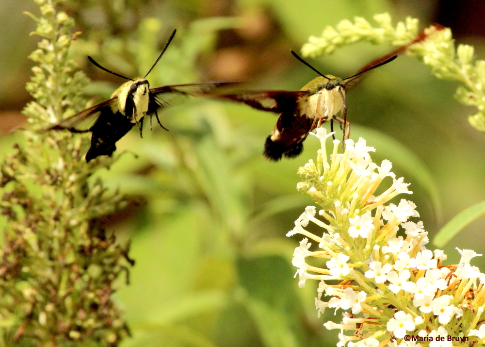 Snowberry clearwing moth with hummingbird clearwing moth