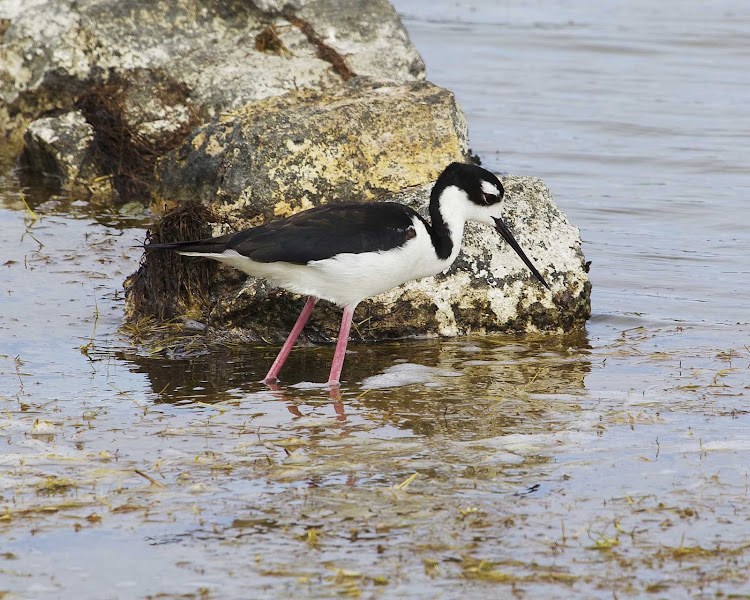 A black-necked stilt on Grand Turk Island.