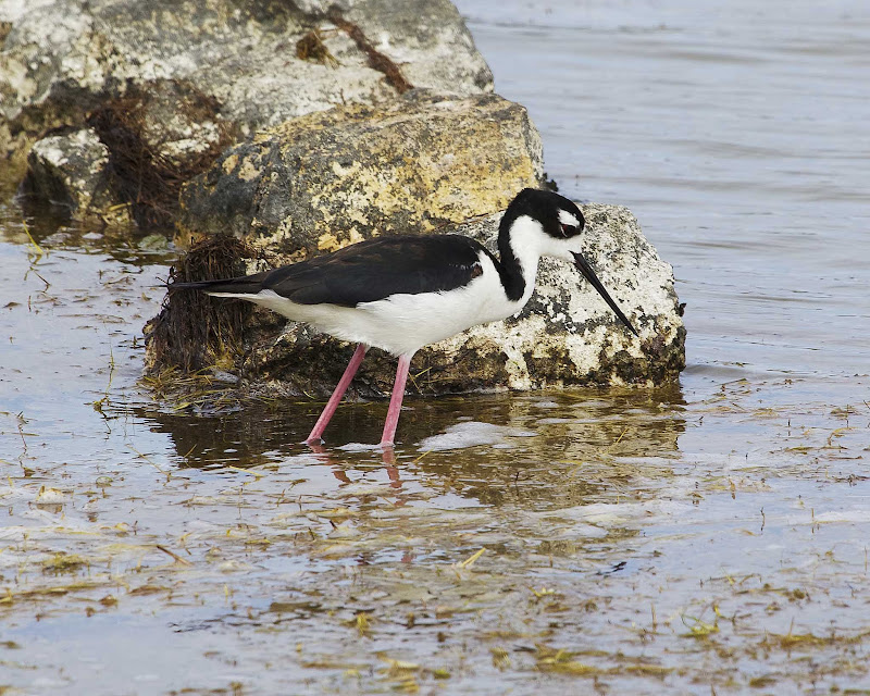 A black-necked stilt on Grand Turk Island.