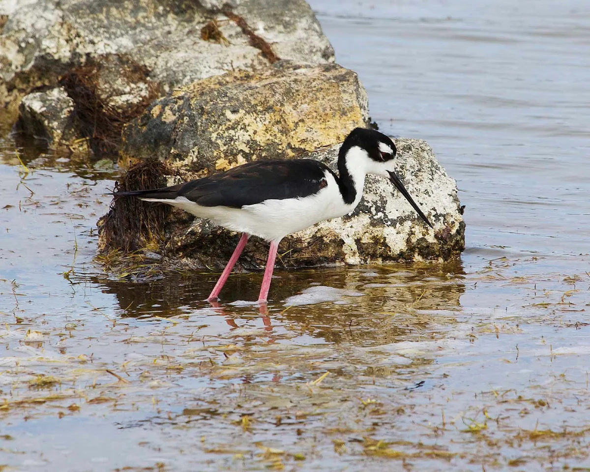 black-necked-stilt-grand-turk - A black-necked stilt on Grand Turk Island.