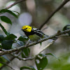 black throated green warbler