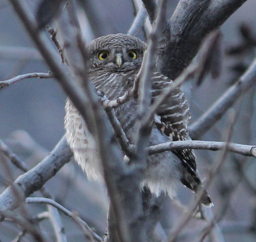 Collared owlet