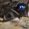 Evaniidae or Ensign Wasp