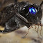 Evaniidae or Ensign Wasp