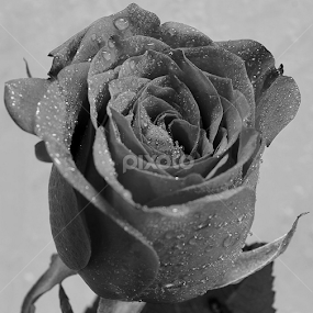 Beauty in black & white by Prashant Shah - Black & White Flowers & Plants