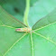 Rhododendron leafhopper