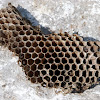 Paper wasp (nest)