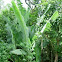 Musa × paradisiaca (Platanera. Banano)