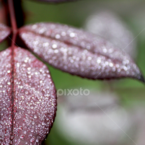 October morning by Ioana Laura - Nature Up Close Leaves & Grasses