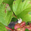 Green Lacewing larvae/nymph
