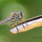 Giant Robber Fly