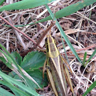Two-striped Grasshopper (female)