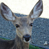 Mule Deer