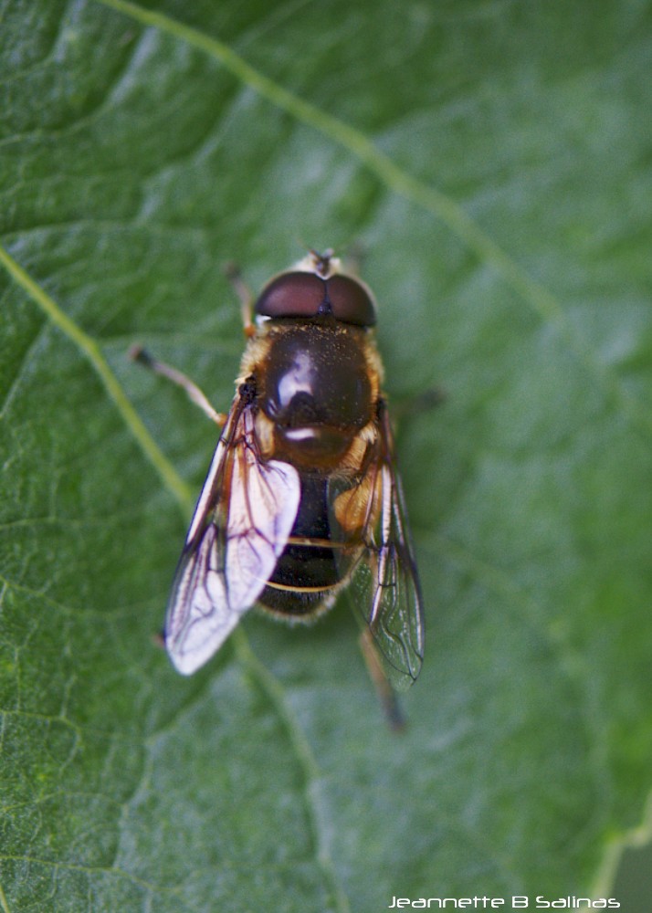 Hoverfly (Garden silt fly)