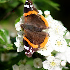 Red Admiral Butterfly