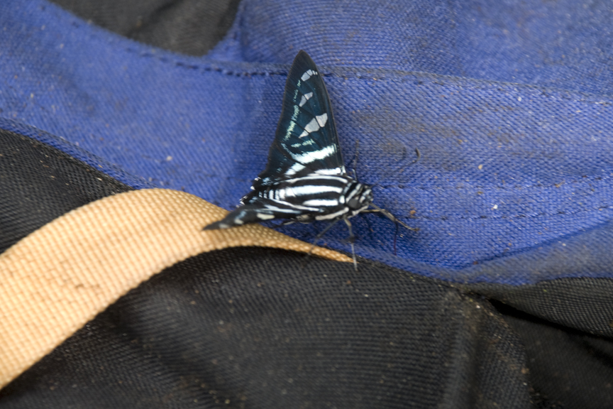 Zebra Swallowtail