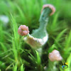 Cup lichen