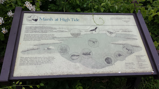 Marsh at High Tide