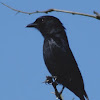 Forktail drongo