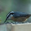 Red breasted nuthatch