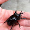 Three-Horned Beetle