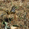 Scarce Swallowtail