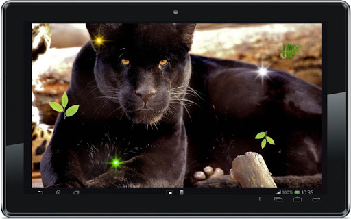 【免費個人化App】Wild Panther Photo 2015 LWP-APP點子