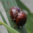 Acacia Leaf Beetle