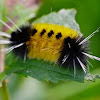 Spotted tussock caterpillar