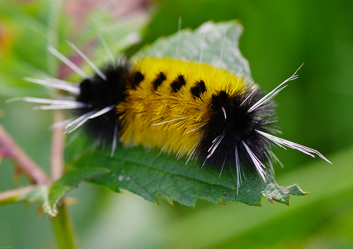 Spotted tussock caterpillar