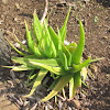 Aloe vera