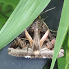 Indomitable Melipotis Moth