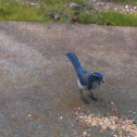 Western Scrub Jay