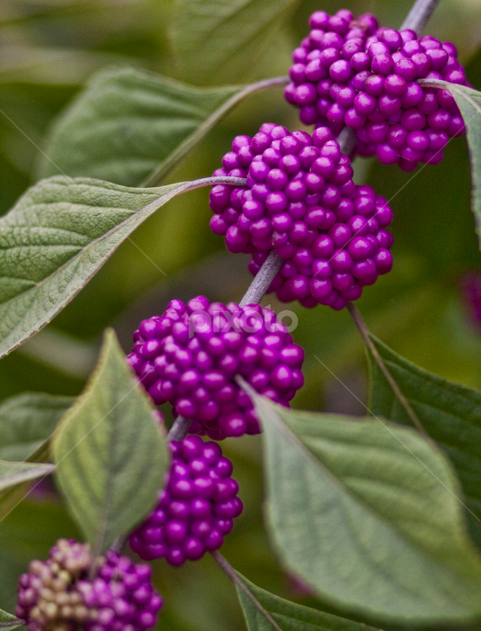 Berry Lyndon by Allen Crenshaw - Nature Up Close Gardens & Produce