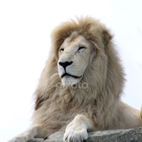 White Lion by Owen Taylor - Animals Lions, Tigers & Big Cats